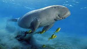 Search for the Dugong in Marsa Alam by Speed Boat