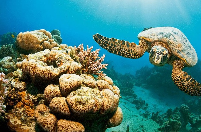 Escursioni di snorkeling da Marsa Alam Escursioni di snorkeling da Marsa Alam