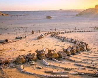 Tours nel deserto dellEgitto