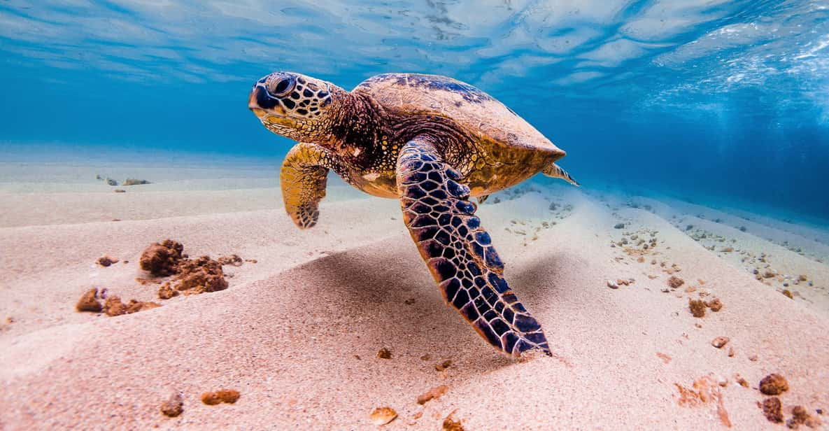 Marsa Mubarak Escursione di snorkeling da Marsa Alam