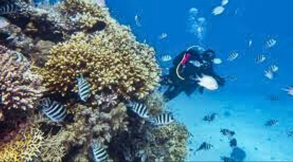 Duiken Dagtrip vanuit Hurghada