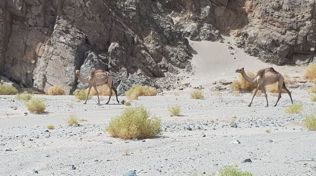 Privétrip naar wadi El Gemal vanuit Port Ghalib
