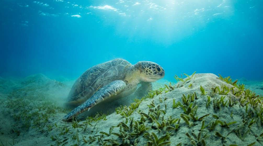 Shaab Samadai Snorkeltrip vanuit El Quseir