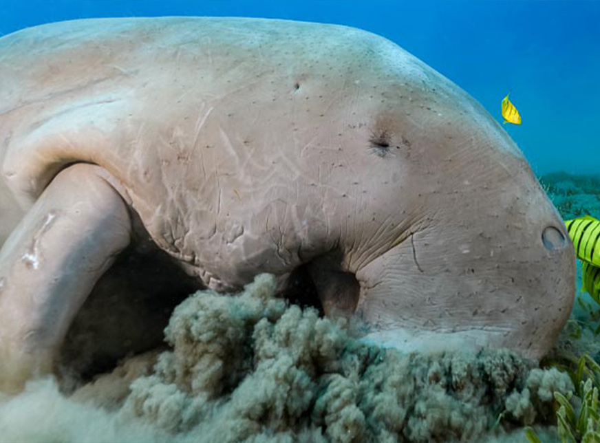Wycieczka snorkelingowa Abu Dabbab Dugong z Hurghady