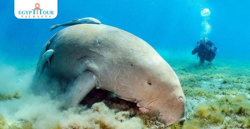 Lucruri unice de făcut în El Gouna | Pachete Turistice Egipt 